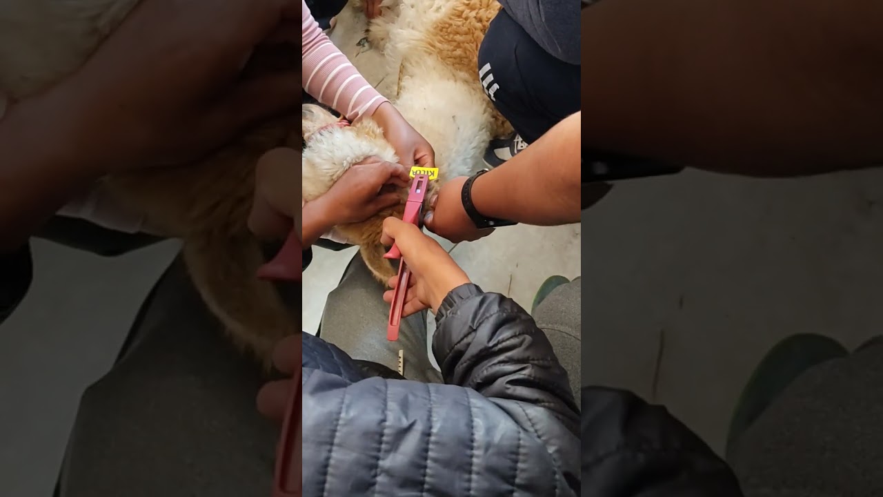 AGRO💉💞☘️- Práctica de Aretado en Alpaca Huacaya