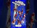 #koi #koifish #fish #garten #japan #japankoi #japankoikaufen