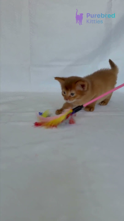 Meet Happy 🧡 Sorrel Somali Kitten with a Foxy Tail & Big Eyes! #somali #kitten #cat
