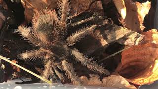 Salmon Pink Birdeater Tarantula-Salmon Pink Birdeater Tarantula (Lasiodora parahybana)