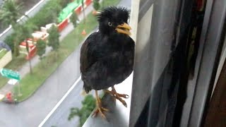 3 minutes of Javan Mynah bird singing outside my window
