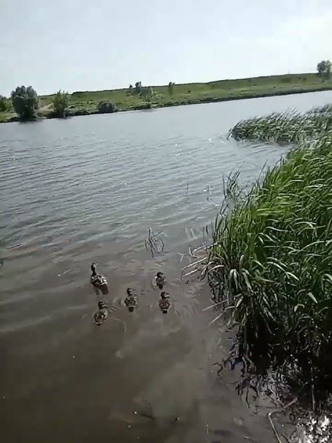 Река Сосна в Ельце... - YouTube