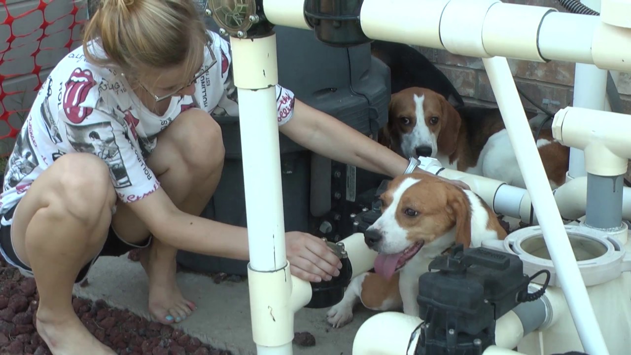 BFP's Summer 2017 Rescue - YouTube