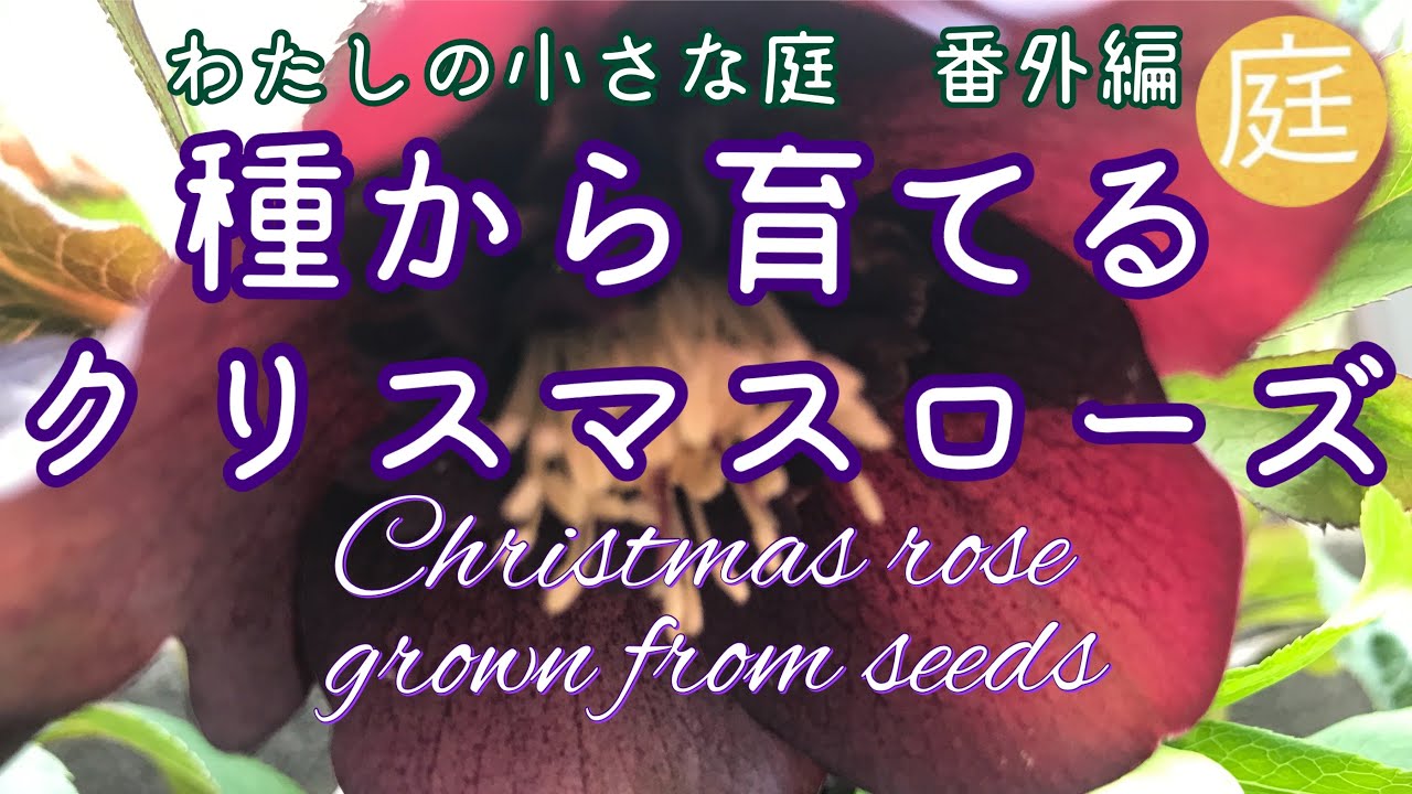 種から育てるクリスマスローズ わたしの小さな庭 番外編 Youtube
