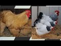 New range came at black poultry farm || Sussex || bantam