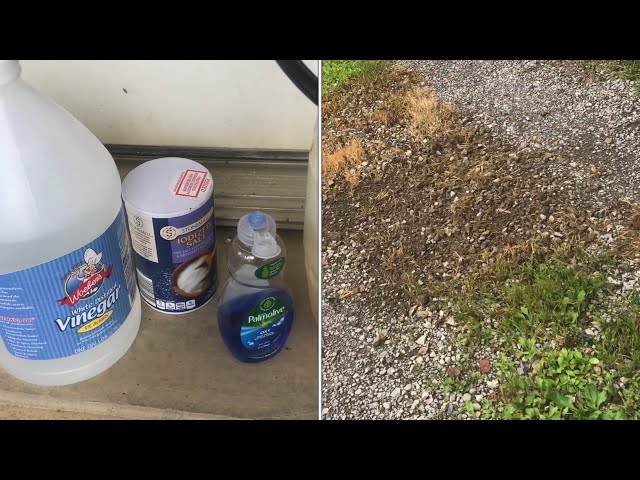 does vinegar salt soap REALLY kill weeds (all natural) organic -  YouTube