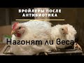 Бройлер после Антибиотика. Нагонят ли ВЕСА?