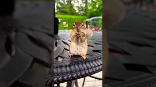 SQUIRREL EXPLORATION IN THE STORY #short #shorts #shortvideo #squirrel #squirrelstory