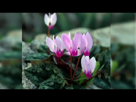 Video: Cyclamen in pot - Hoe Cyclamen buiten in potten te kweken