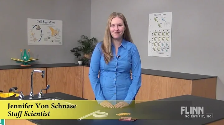 Lynx and the Hare Population Activity