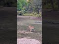 #tiger #shots #video #explore #edit #youtube