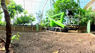 🌿 Ayahuasca Vine (Banisteriopsis caapi) | Kew Gardens Palm House | 360°