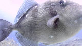 Triggerfish.mov