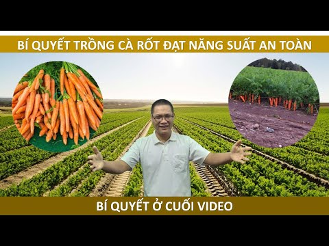 Video: Thời điểm trồng cà rốt trước mùa đông năm 2021 theo âm lịch