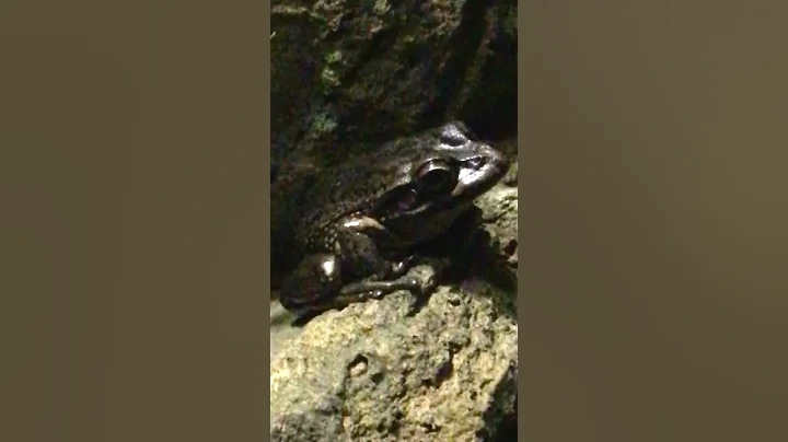 Green & Golden Bell Frog - Australian Reptile Park