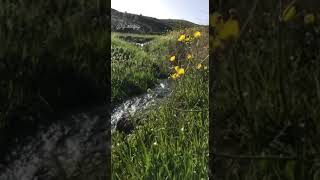 MEMLEKET SEVDALISI