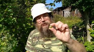 Царь растений для здоровья Царь растений для здоровья