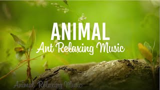 4K African Wildlife: The movie is about the silent, hardworking lives of ants And Relaxing Piano!