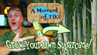 A Moment of Tiki Episode 65: Grow Your Own Sugarcane!