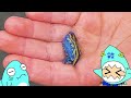 【海の生き物観察2023】三浦でウミウシやフナムシを観察したサメニンジャー！