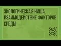 Экологическая ниша. Взаимодействие факторов среды. Видеоурок по биологии 11 класс