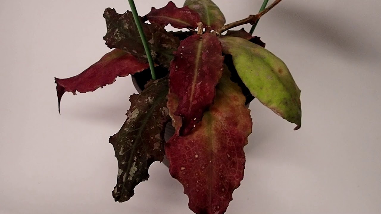 A Visit with Hoya undulata - YouTube