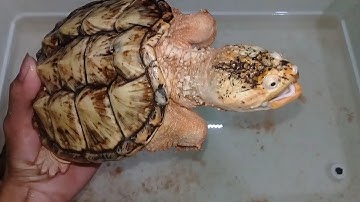 Dòng rùa đột biến Hypo Common Snapping