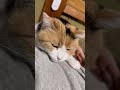 【三毛猫】うにゃーと甘えた声のミケ
