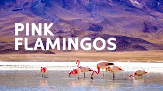 The Pink Flamingo's Of Bolivia's Altiplano | Art Wolfe's Travels To The Edge | All Out Wildlife by All Out Wildlife 2,686 views 10 days ago 1 hour, 32 minutes
