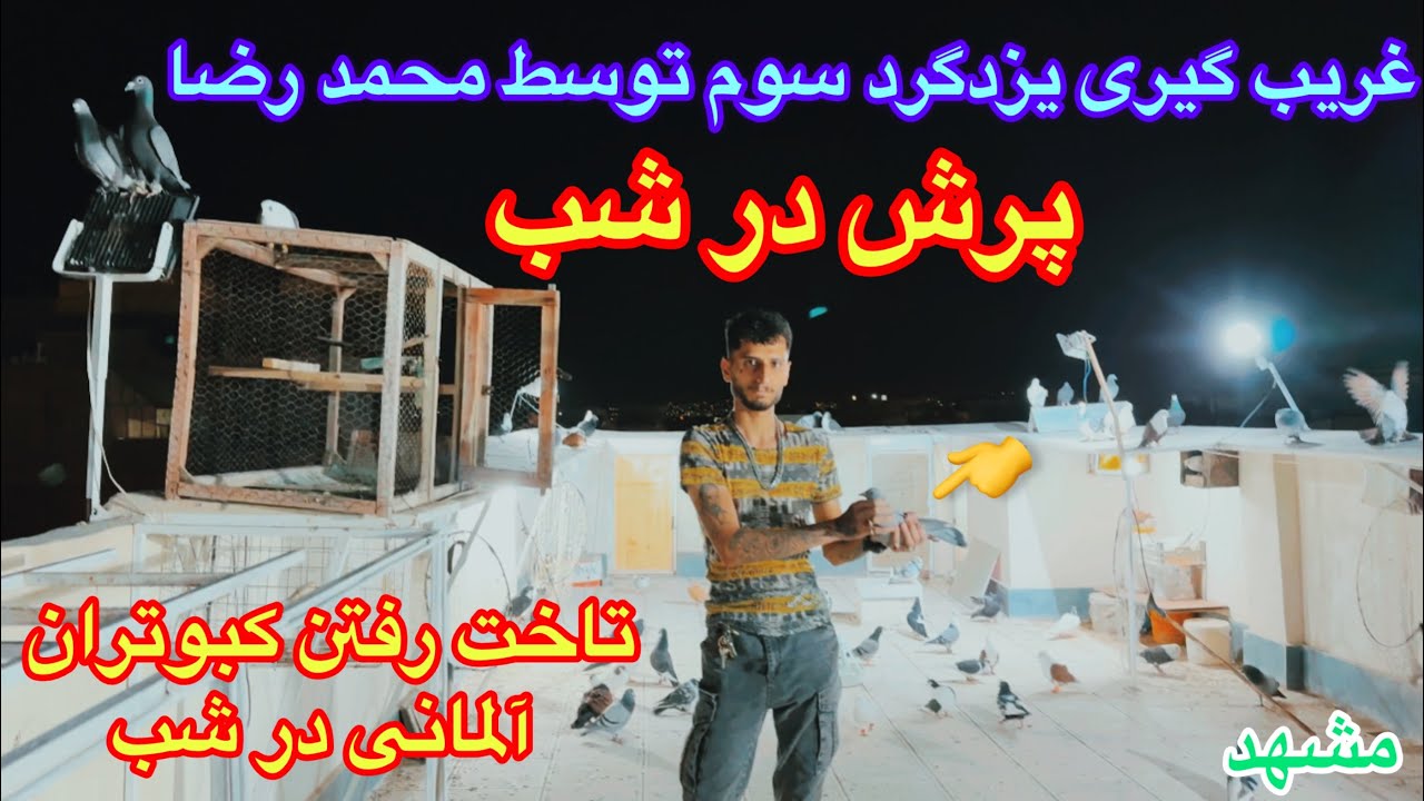 غریب گیری جوجه پیرمرد توسط محمدرضا/پرش کبوتران رنگه درشب/نکات عالی کفتر بازی/قیمت کبوتران کاشمر٫مشهد