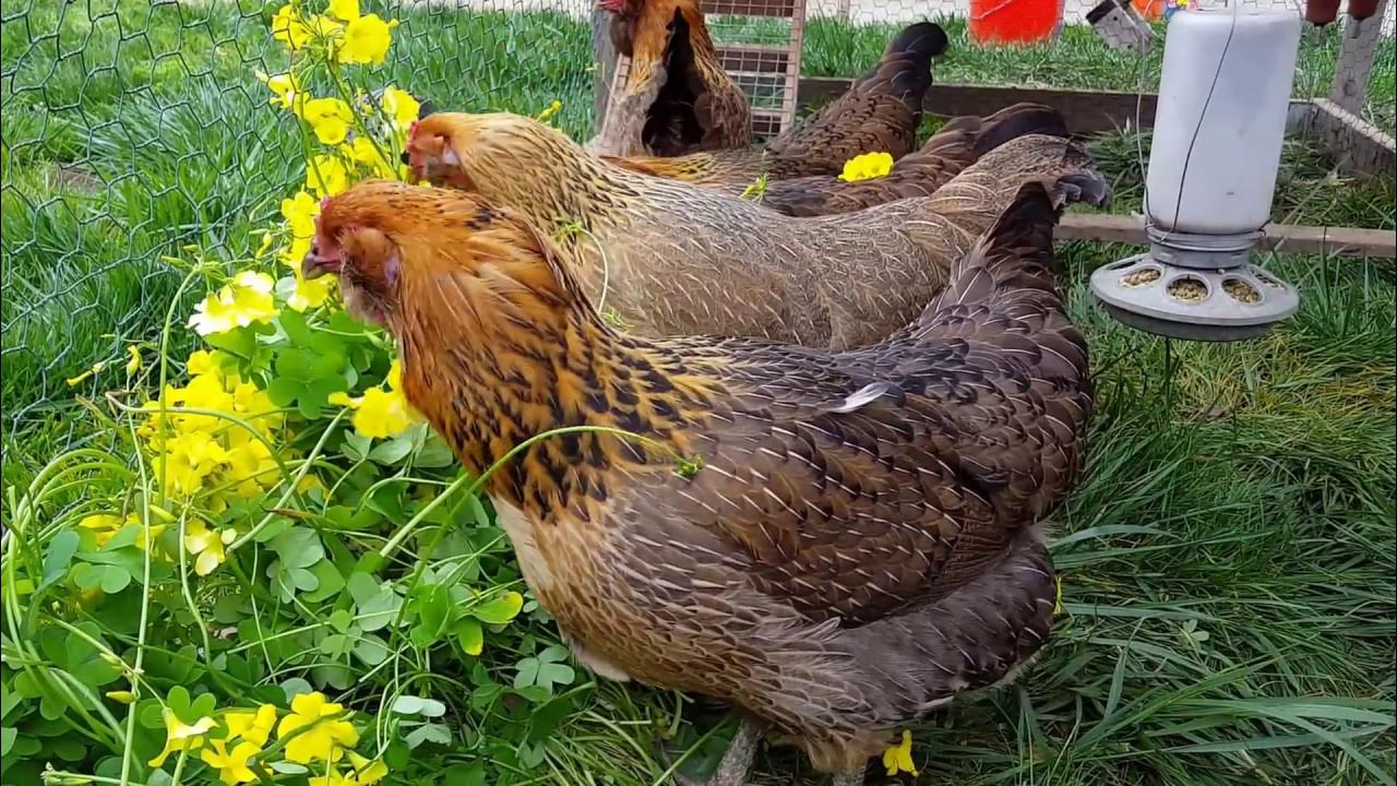 Backyard chickens eating bermuda buttercup YouTube