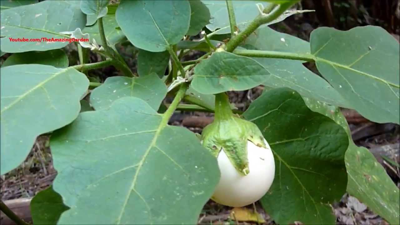 White Eggplant YouTube