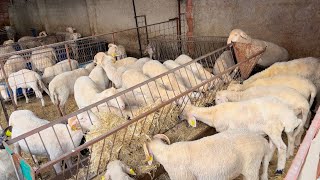 2024 Kurbanliklar Son Hazirliklar - Gübre İşi̇ Tamam - Koyun Kuzu Videoları Koyunculuk Kurban