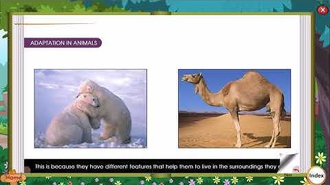 SCIENCE CHAPTER | ANIMALS LIVING AND SURVIVING | CLASS 4