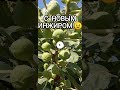 С Новым...Инжиром! 😉 Саженцы, черенки, лучшие сорта🙂