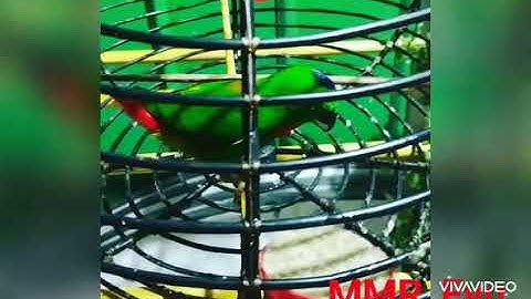 Serindit/Turipos Main Singa2 03 #Serindit #MMR_Eyu