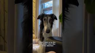 jk abby loves cleo… #dog #dogsofyoutube #petshorts #borzoi #shortsvideo #funny #trending #trend #fyp