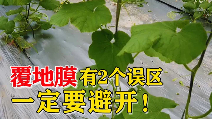 覆地膜，一定要避開這2個誤區！蓋地膜這麼多年，居然今天才明白【付老師種植技術團隊】 - 天天要聞