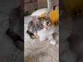 #cat #kedi #keşfet #shortvideo #shorts