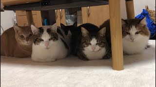 冬限定!寄り添って香箱座りする5匹の猫