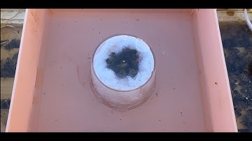 Saving Bees with simple modification to a top hive top feeder.