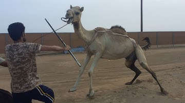 Angry Camel Runaway Camel at Dangerous Camel  7 22 2021 | Gulf Camel