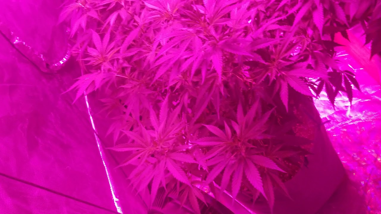 Growing Indoor  Trainwreck Blueberry cookies white widow