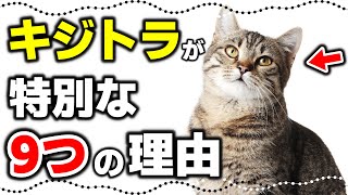 【キジトラ猫の面白い真実】キジトラ猫が特別な理由とは