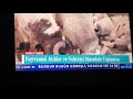 Kurban bayramı sinek mücadelesi
