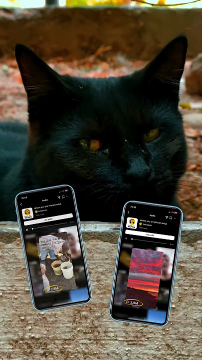 Comment 'CELEBRATE' and we'll send you this track 🐈‍⬛ #shorts #halalbeats