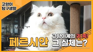 귀족고양이 페르시안..그 실체를 밝혀봅니다.