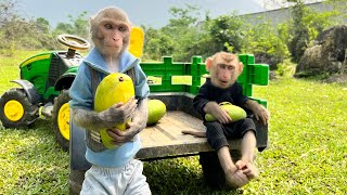 The family of the Bim Bim monkey has harvested the mango and ate them happily