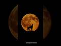 Tonight's GIANT Wolf Supermoon! First 2026 Supermoon -When &amp; How to Watch #currentaffairs #supermoon