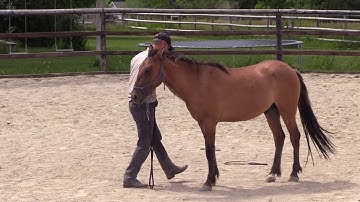 TEACH YOUR HORSE TO STAND STILL #horse #DonJessop